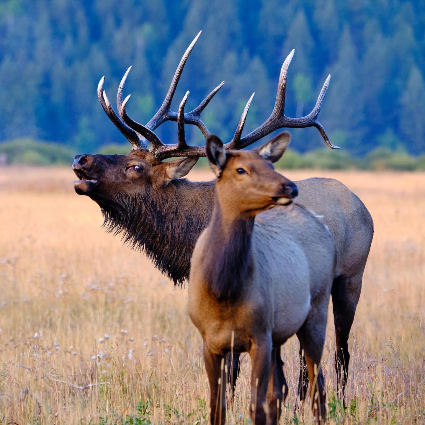 Frontier Mountain Retreat - Monthly Long-Term Vacation Rental 30 Days Minimum -- Estes Park Apts 외부 사진