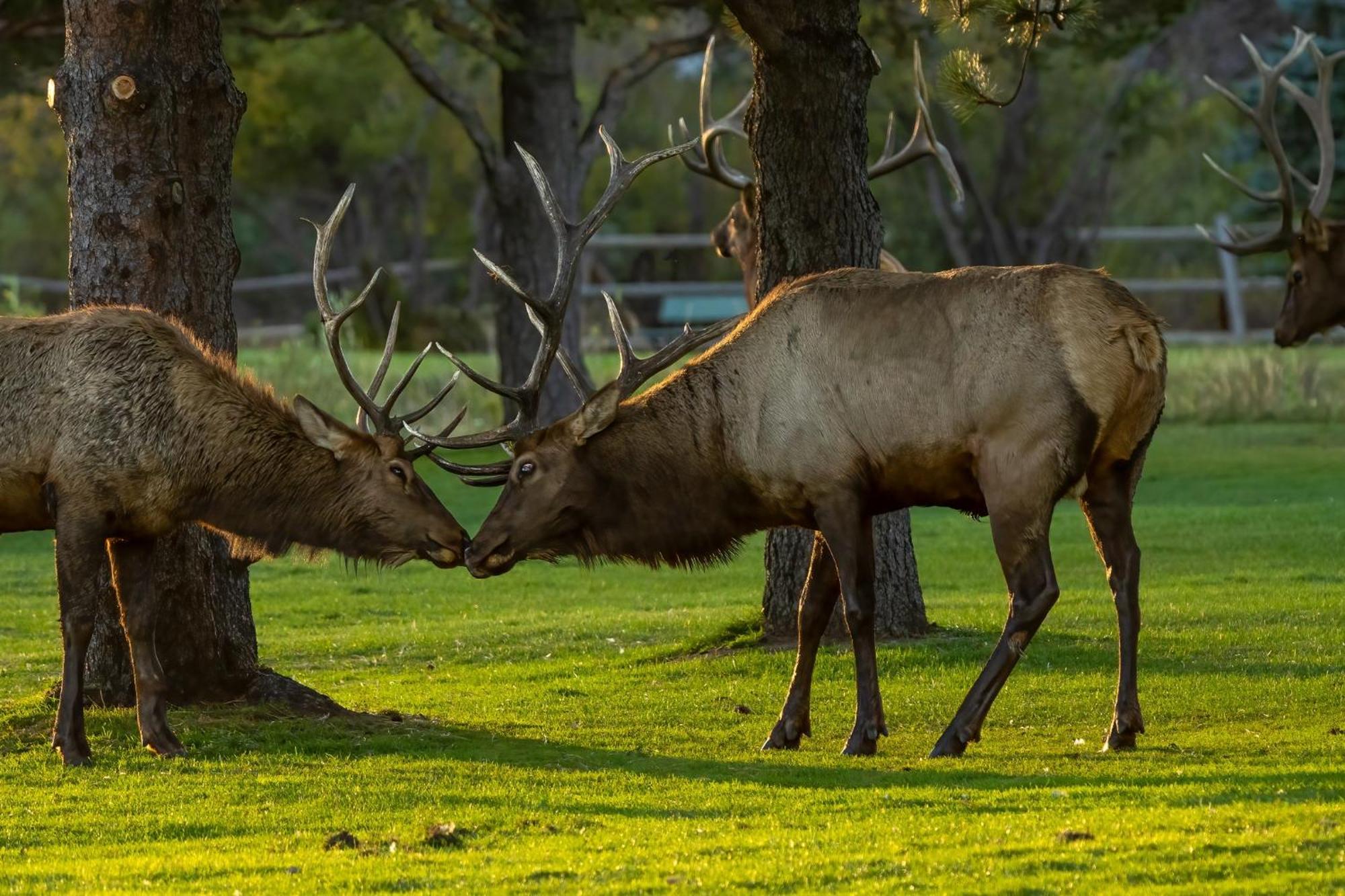 Frontier Mountain Retreat - Monthly Long-Term Vacation Rental 30 Days Minimum -- Estes Park Apts 외부 사진
